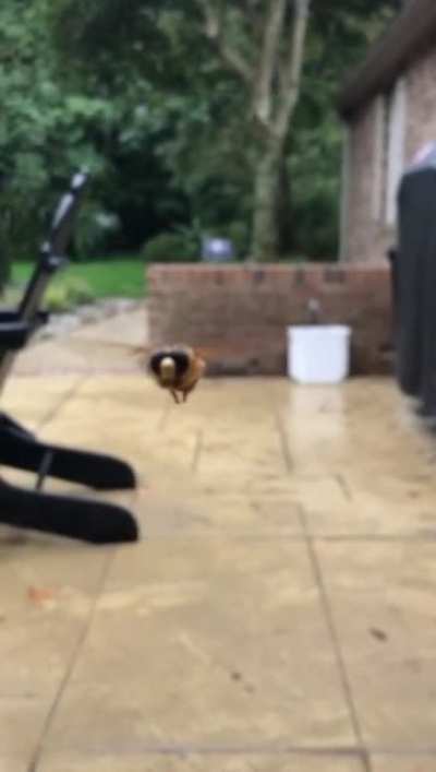 Little bee