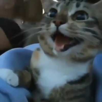 😺