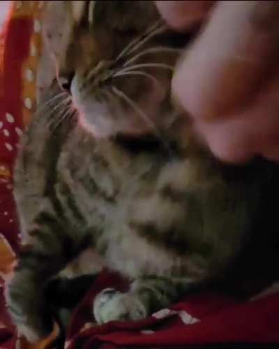Scritches for me?