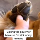 woof_irl