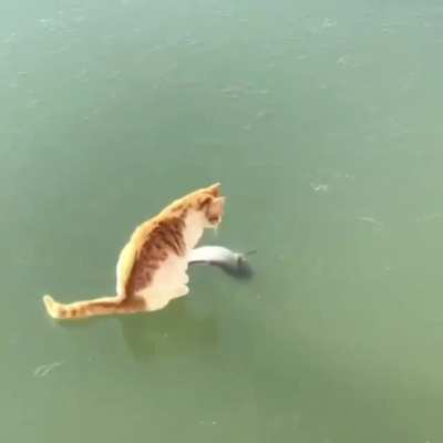 Must catch fish