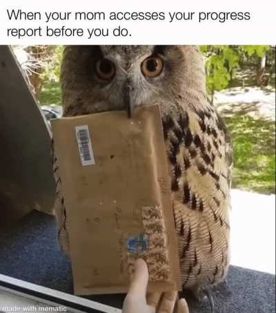 The Progress Report