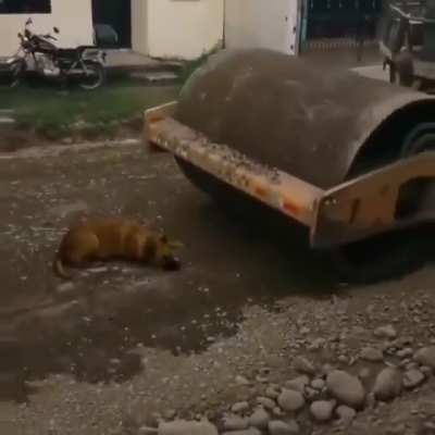 Poor Dog :(