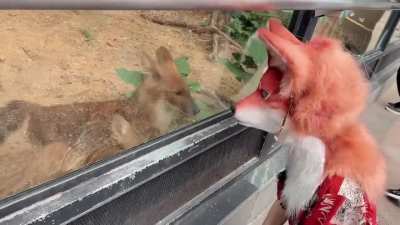 furry_irl