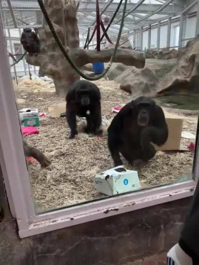 Chimp sees mans prosthetic leg