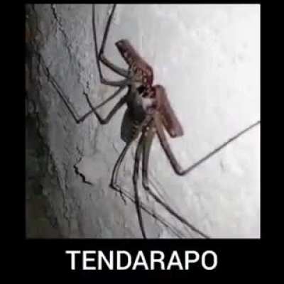 Tendarapo 😎
