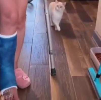 cat mocking