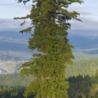 This is Hyperion, a California redwood thought to be the tallest tree in the world. Measuring at 115.92 m (380.3 ft), its age is estimated to be between 600-800 years.