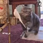 Compilation of some of my favourite awww’s