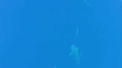 Bull sharks giving us a look out during a free dive in wide open water