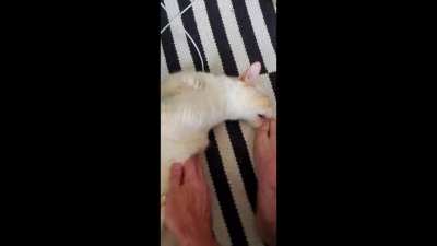 Toe