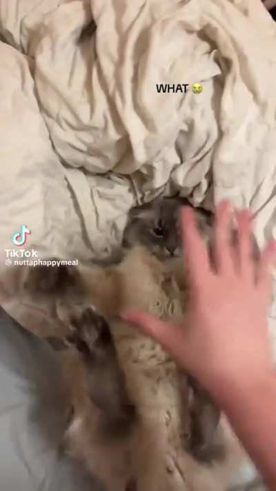 Cat short circuits 