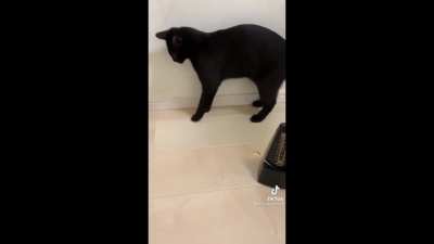 Kitty startled by metronome....to music