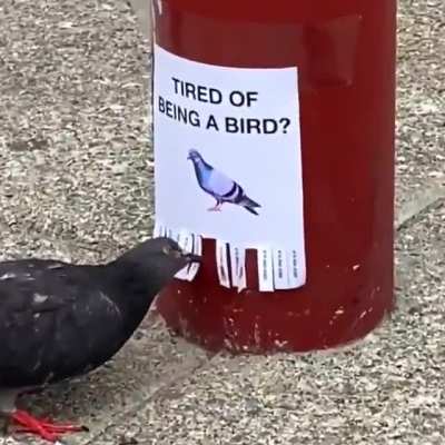 Say no to birds