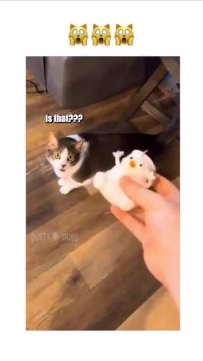 What kinda hairless kitten is that???