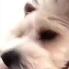 Штоблять?