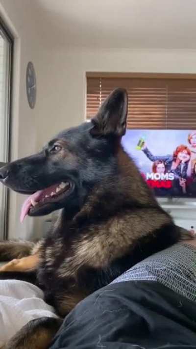 Police dog