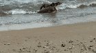 Komodo Dragon saves a Rusa Deer from drowning