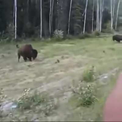 Pitbull attacks a bison and immediately regrets