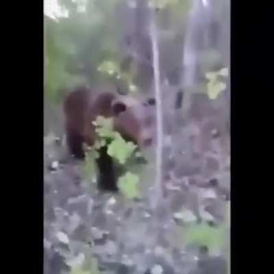 Bear Kicking