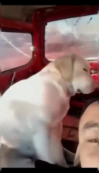 Apenas cachorros
