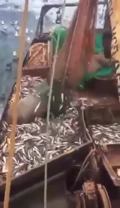 Выловленное