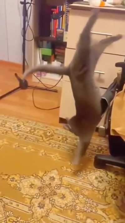 All 9 lives started flashing...