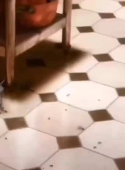 Ratatatulio