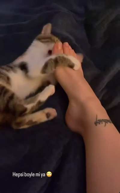 Another lucky kitty