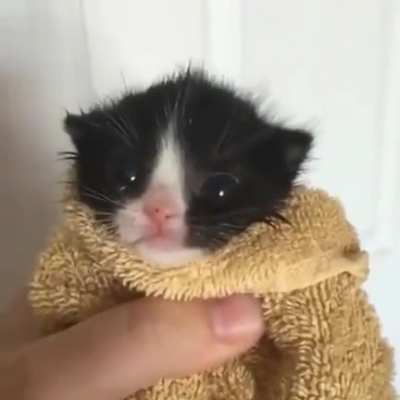 Rawr!