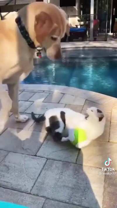 STAHHHHHHP!!!
