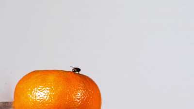 Reaction Time of a Fly