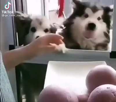 Snacks for doggos