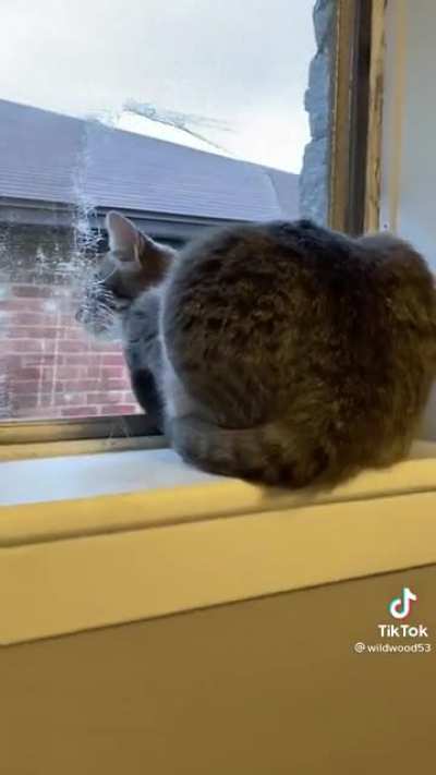Custom cat door