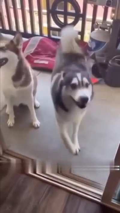 Dog dance 😅😍😍