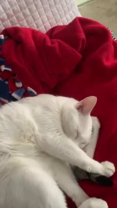 Sleeping kitteh