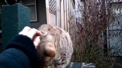 Chatty Aussie cat in Melbourne