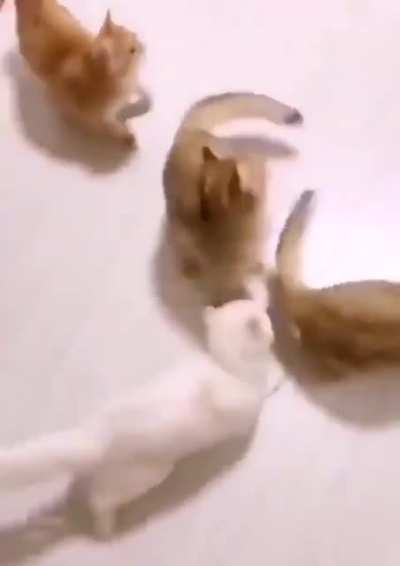 Perfect kitties loop