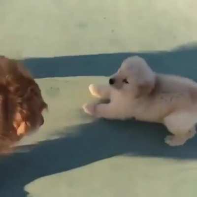 Elder dog meets a puppy