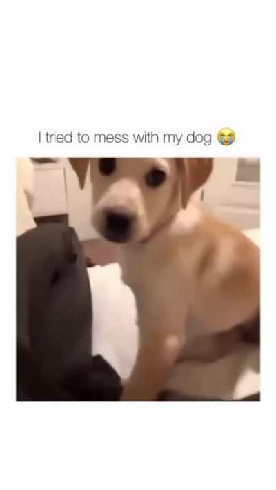 puppy's revenge