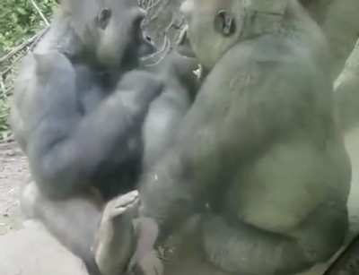 Proof that we are closely related to gorillas