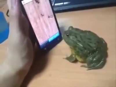 Angry frog