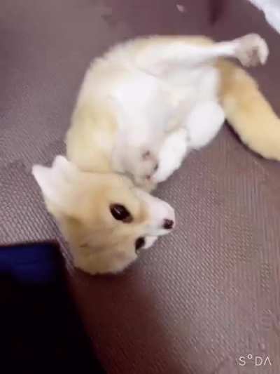 Fen