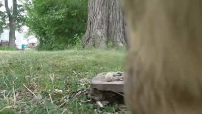 Squirrel