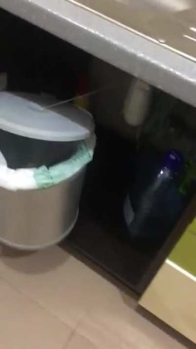 The way this trashcan opens in a Lviv, Ukraine apartment