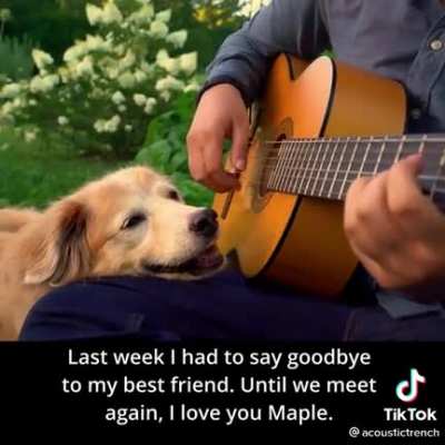 Saying bye to a golden friend from Vine, YouTube, and Tiktok. RIP Maple