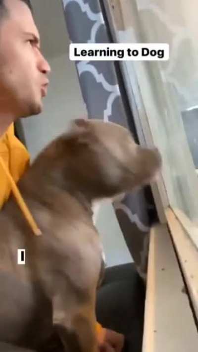 How to dog