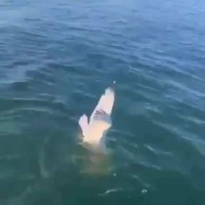 How to save a fish, step one