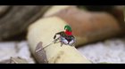 No ID needed, jumping spider and more. A spider Christmas!