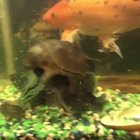Turtle rodeo